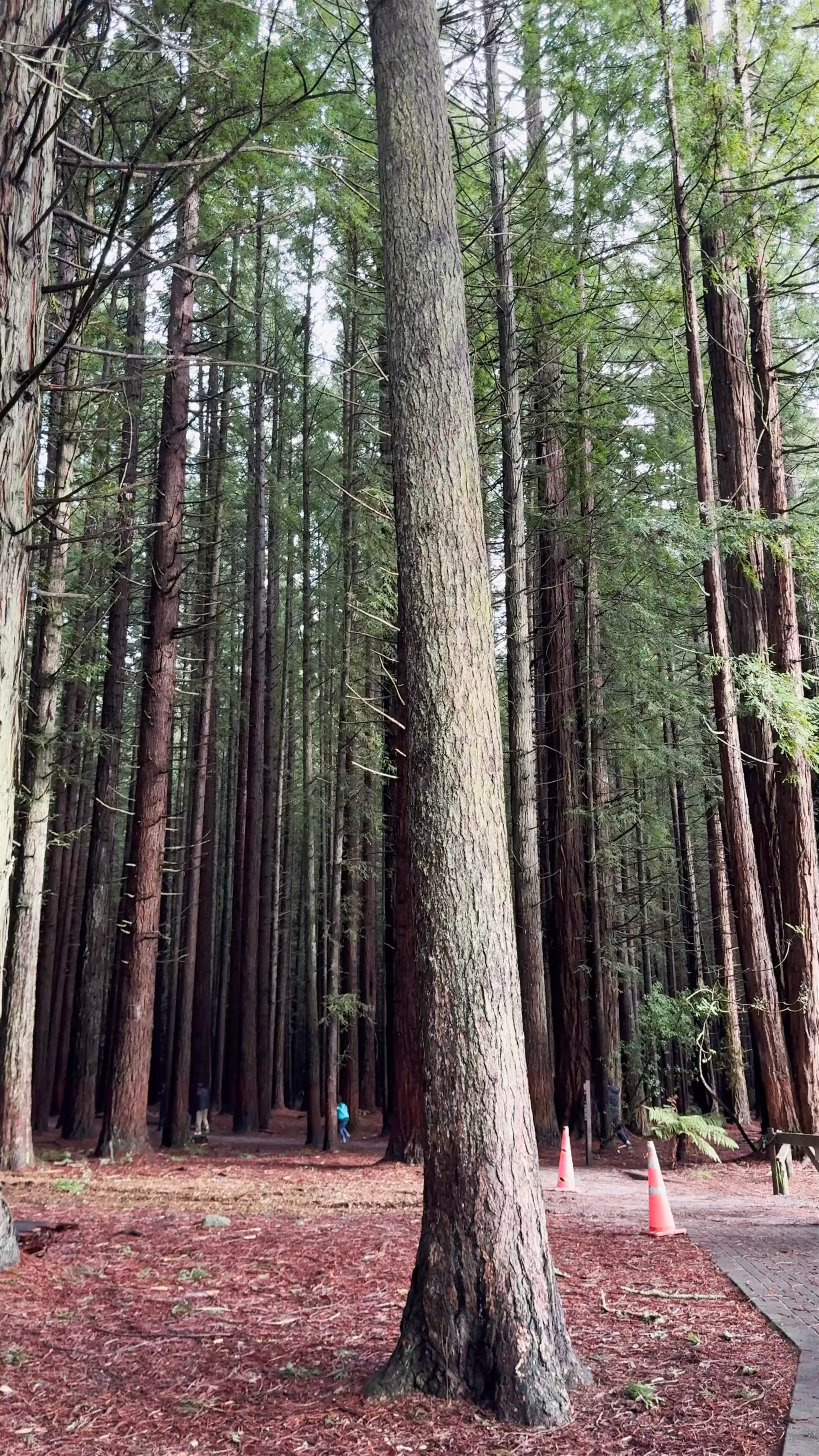 Redwoods – Whakarewarewa Forest