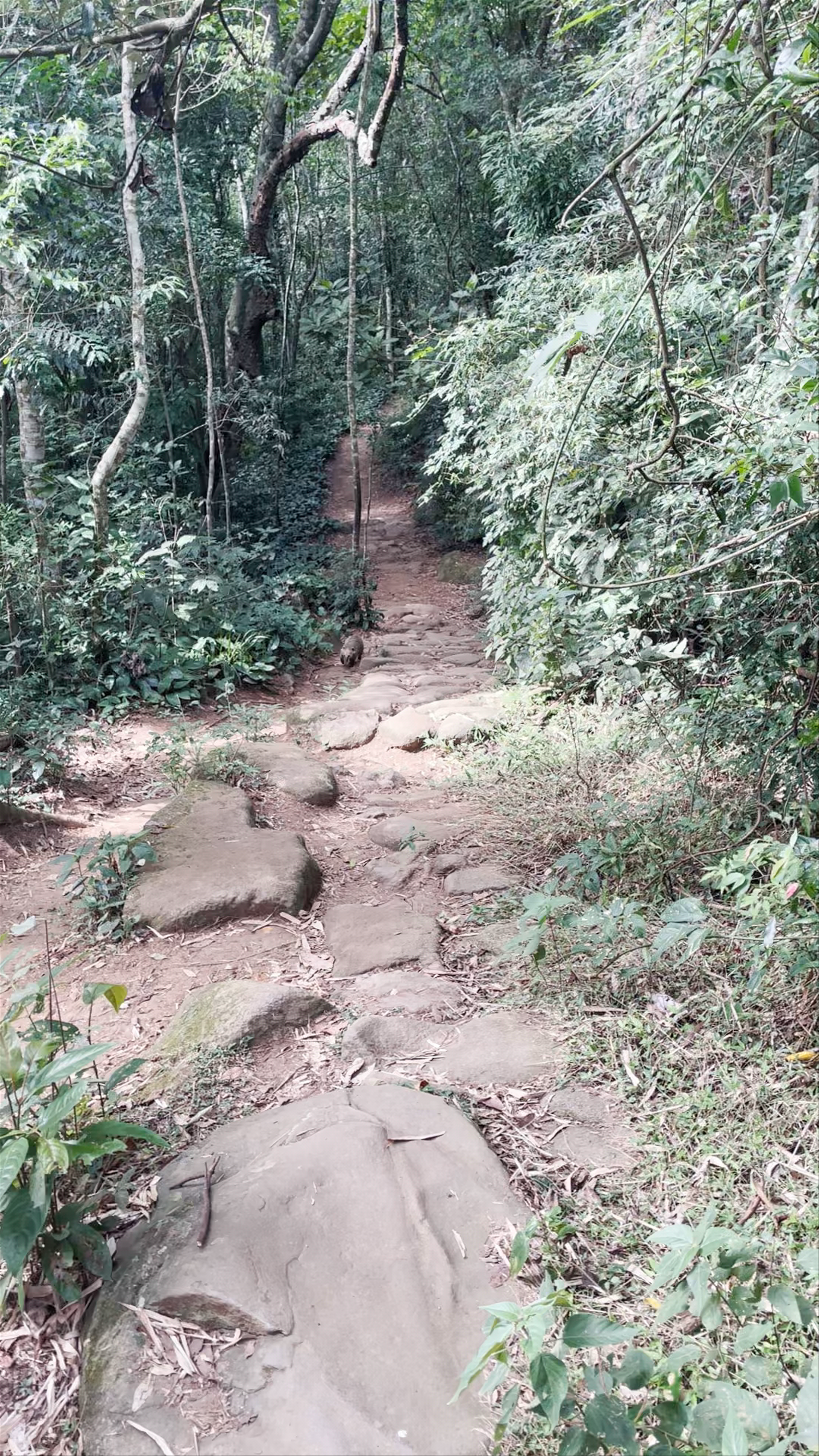 Tijuca National Park Hiking Trail Adventure, Rio de Janeiro