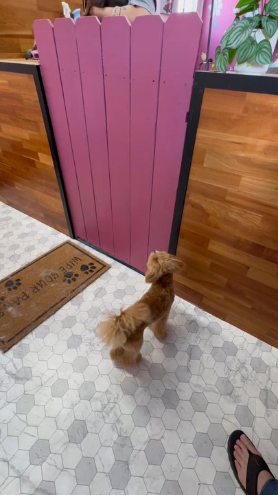 Honolulu Dog Spa - So happy to be at Honolulu dog spa. - Pet Groomers Near Me - Honolulu, Hawaii