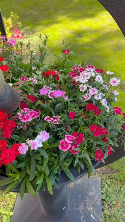 Ormond Memorial Art Museum & Gardens - Kaleidoscope planter - Botanical Gardens Near Me - Ormond Beach, Florida