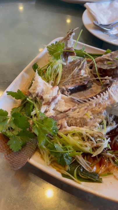 Sinh Sinh - Look at that steamed fish!  Infused with ginger, scallions, and cilantro. - Chinese Near Me - Houston, Texas