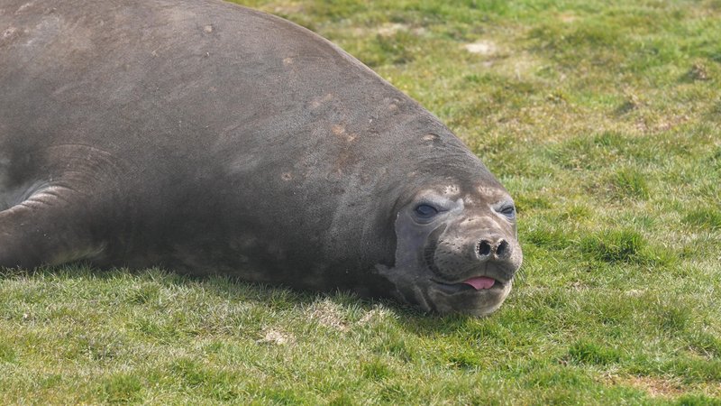 Antarctic fur seals poster