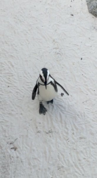 Photo of Boulders beach South