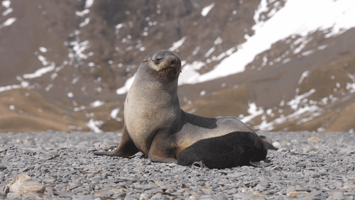 Antarctic fur seals animated gif