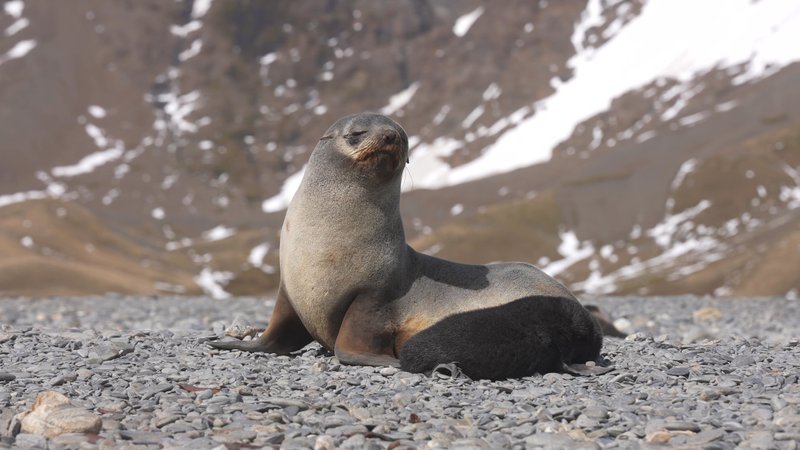 Antarctic fur seals poster