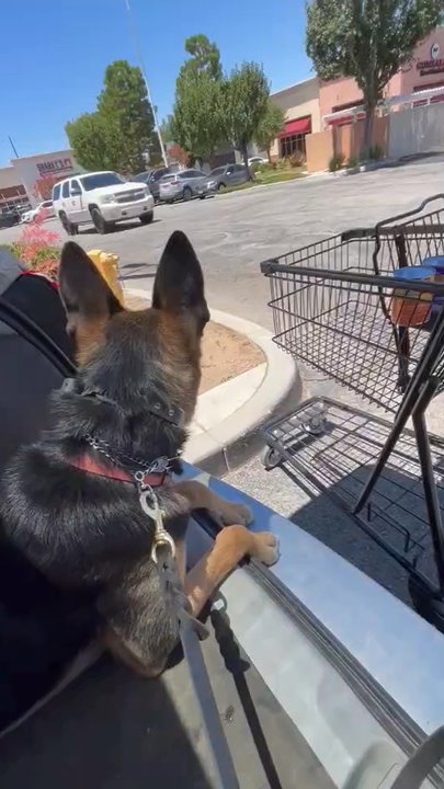 Lucky K9s - Reactive training - Pet Training Near Me
