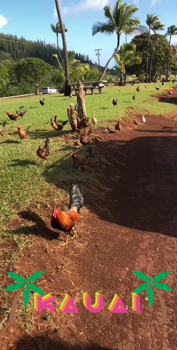 Poli'ahu Heiau - A lot of chickens and roosters here - Landmarks & Historical Buildings Near Me - Kapaa, Hawaii