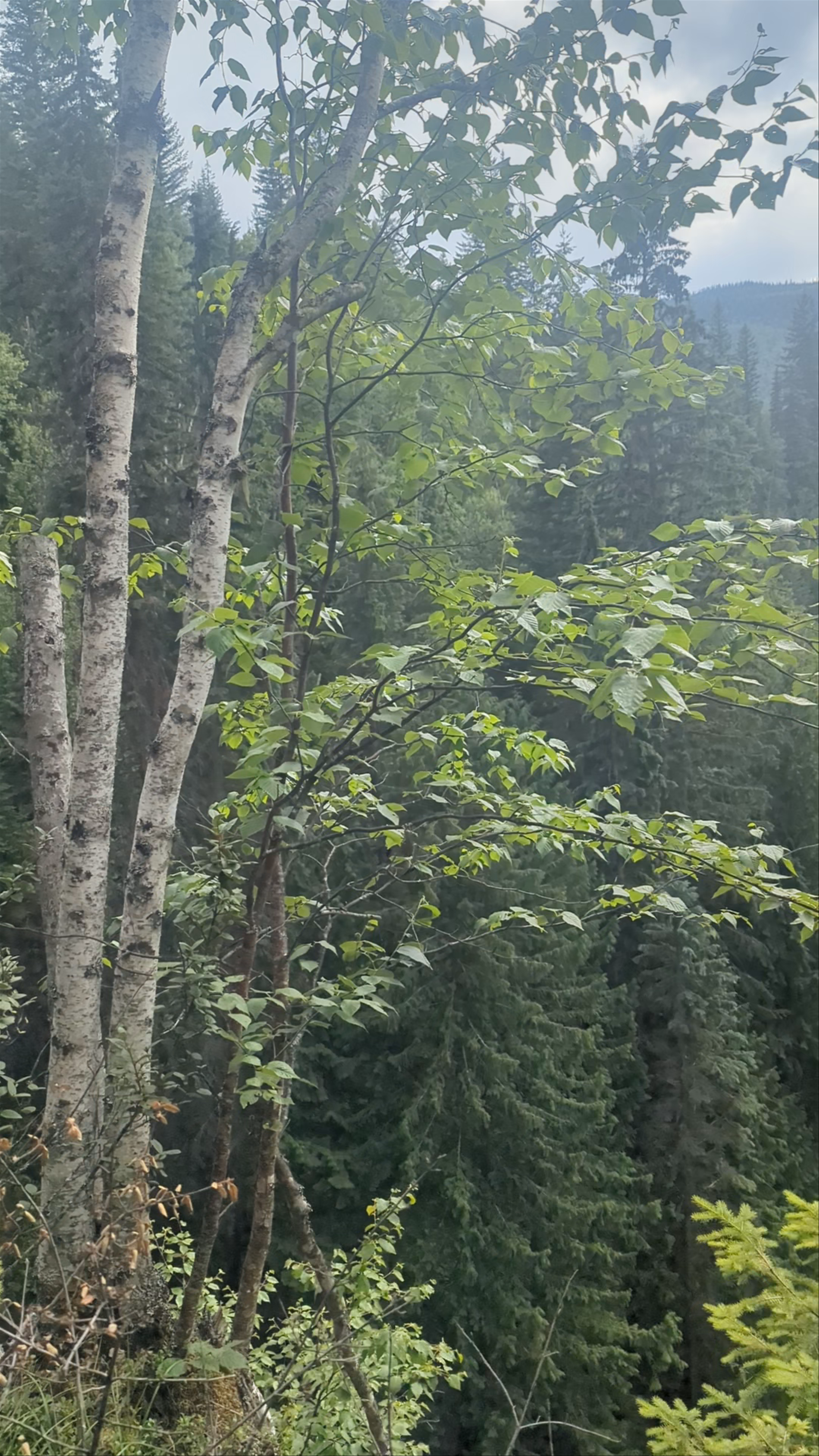 Mahood Falls Hike: Discover Nature’s Hidden Gem in British Columbia