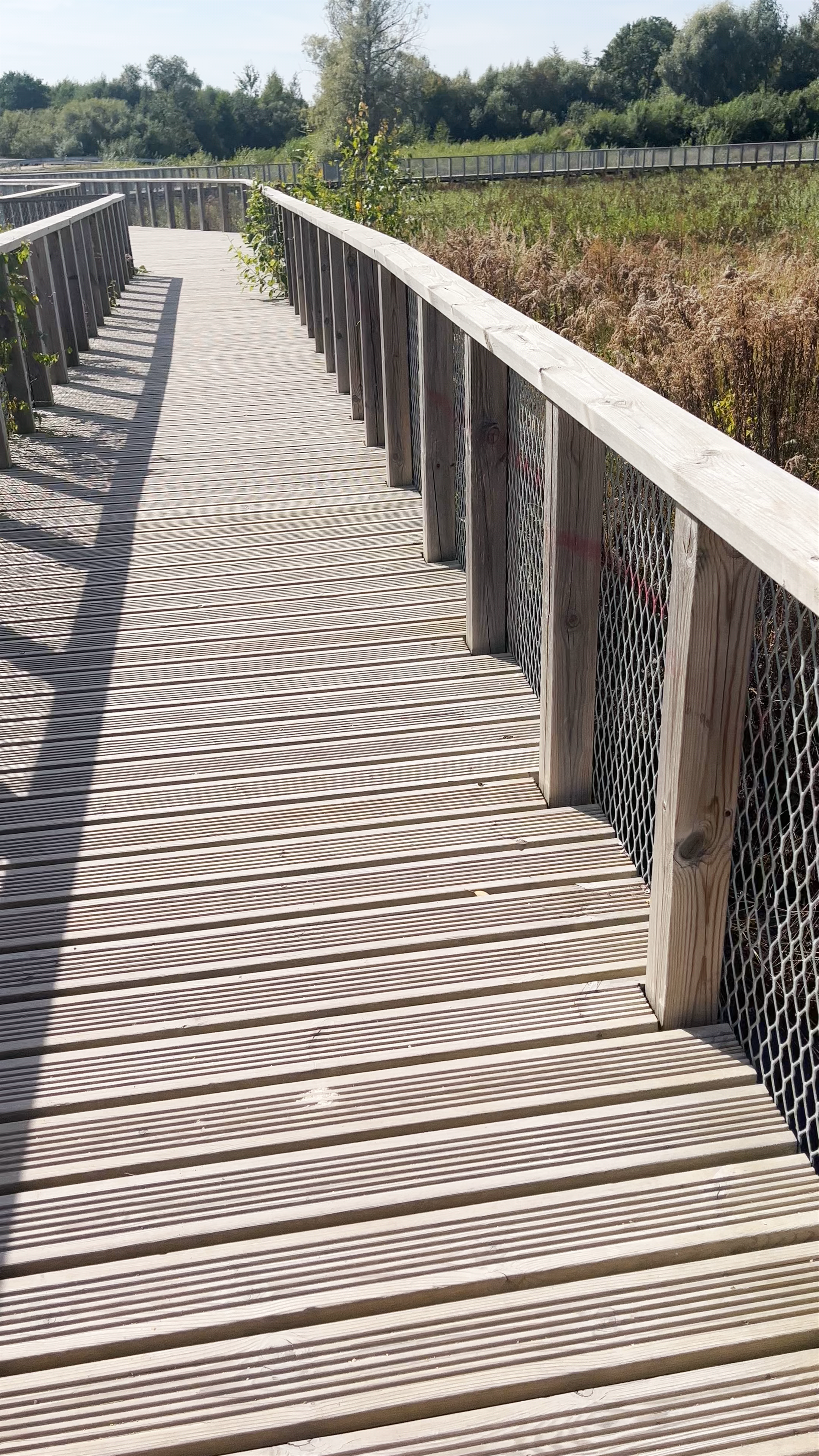 Serene Wooden Boardwalks over River Svēte Flood-Land Meadows in Jelgava, Latvia