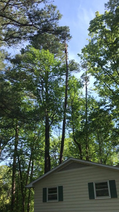 Cardona's Tree Services - Tree removal  Stump Grinding  Wood chipper  Lost cleanup - Tree Services Near Me