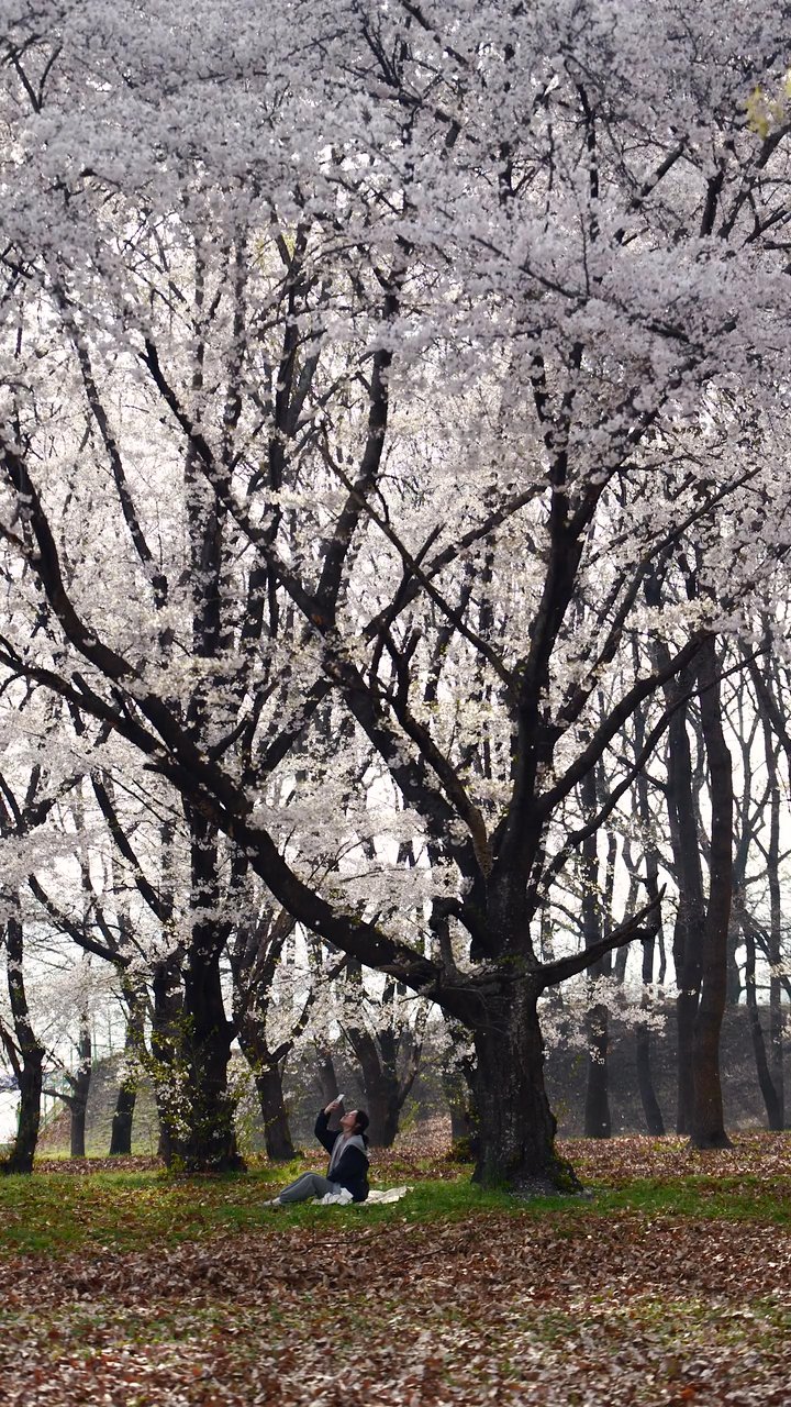心が洗われる
🎥 정규송 Nui MALAMA · Pexels
#日本 #旅行 #絶景 #風景 #japan