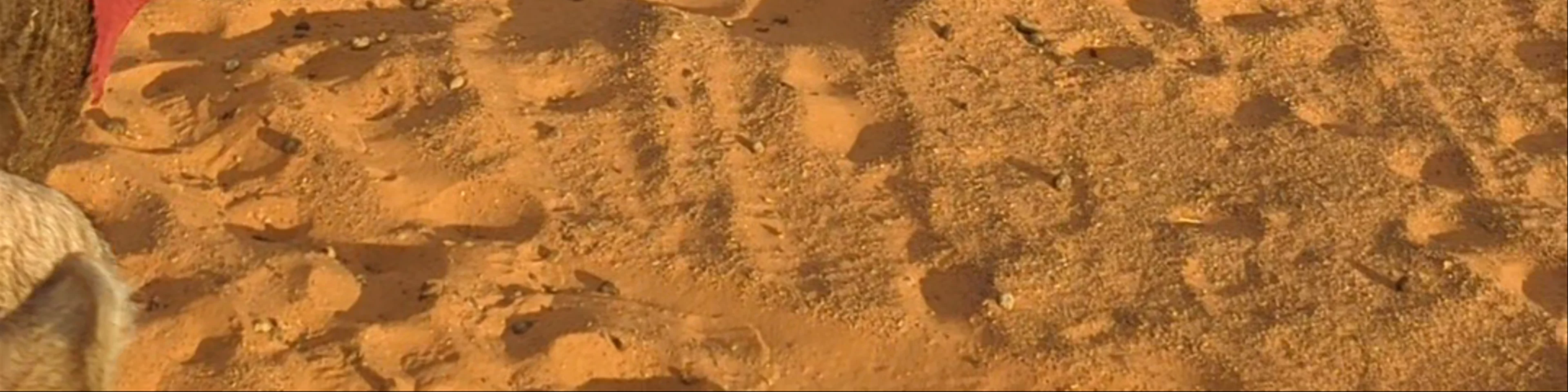 Merzouga Desert Campsite & Activities