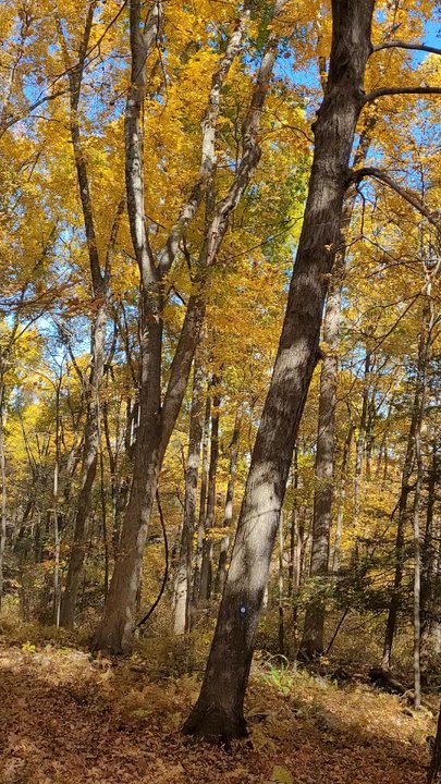 Sweetheart Mountain Trails - See the leaves falling? - Hiking Near Me - Canton, Connecticut