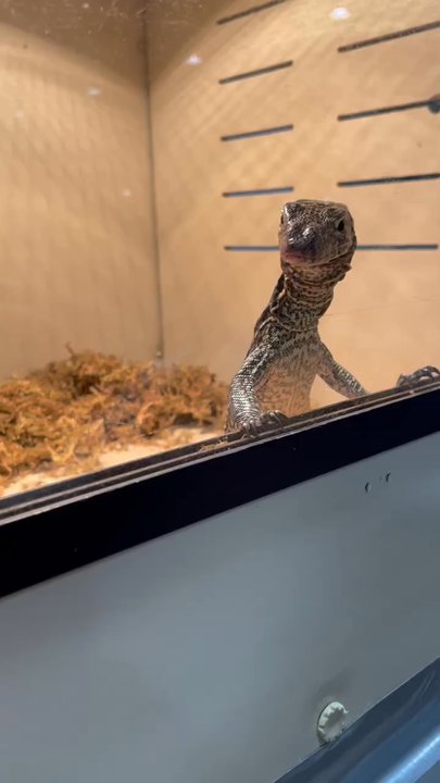 Reptile Realms - Monitor lizard - Festivals Near Me - San Jose, California