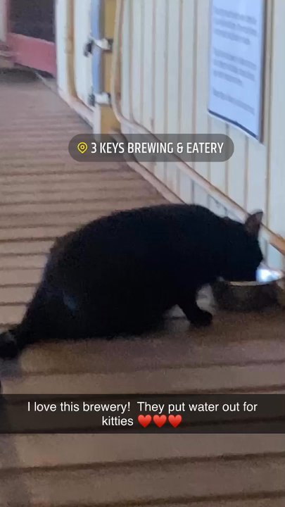3 Keys Brewing - They treat the local cats and dogs with love and respect! - Breweries Near Me - Bradenton, Florida