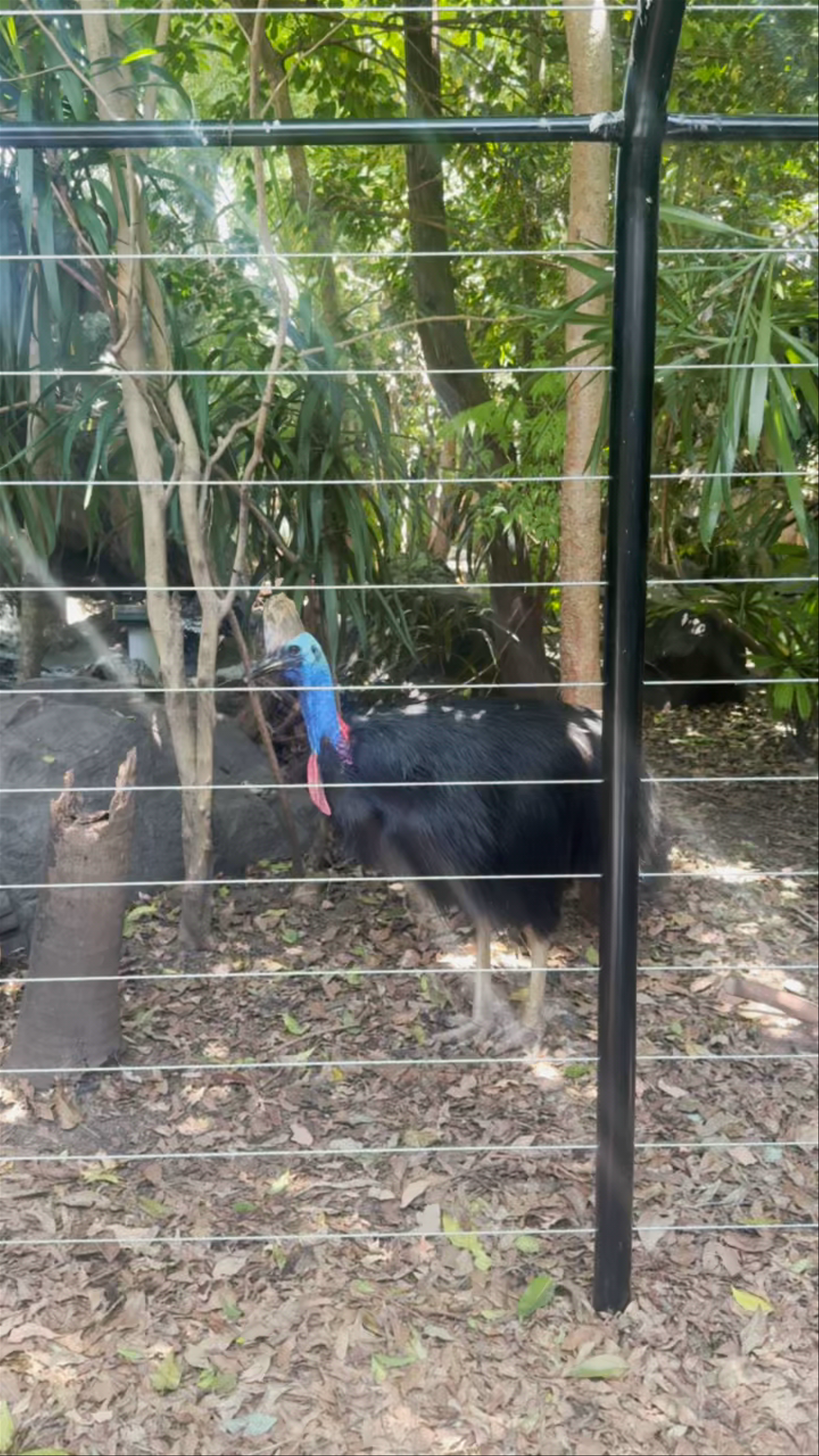 Encounter the Majestic Cassowary at WILD LIFE Sydney Zoo