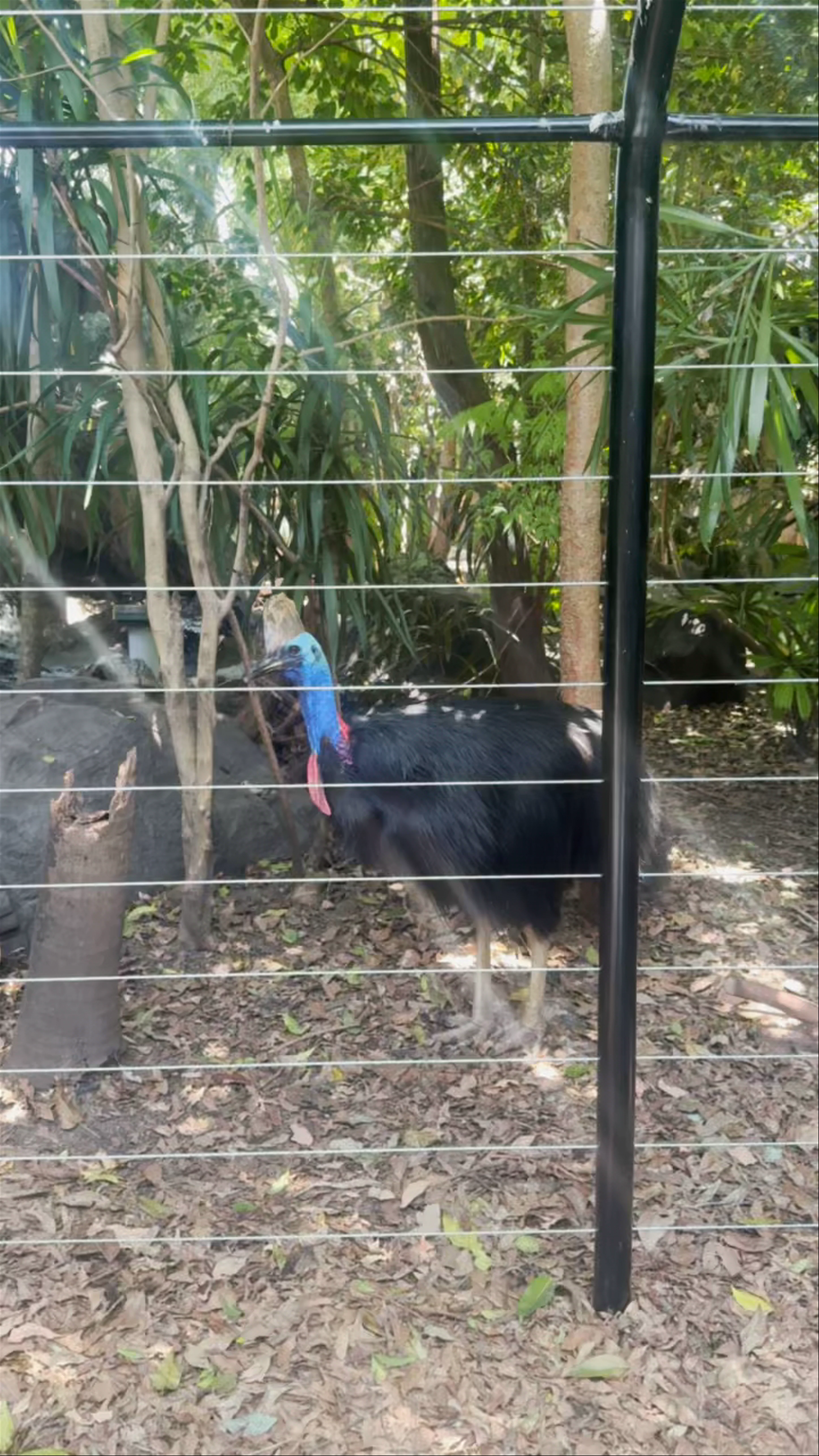 WILD LIFE Sydney Zoo