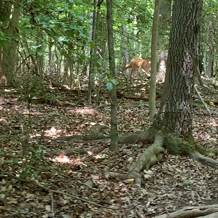 Lake Norman State Park - Parks Near Me - Troutman, North Carolina