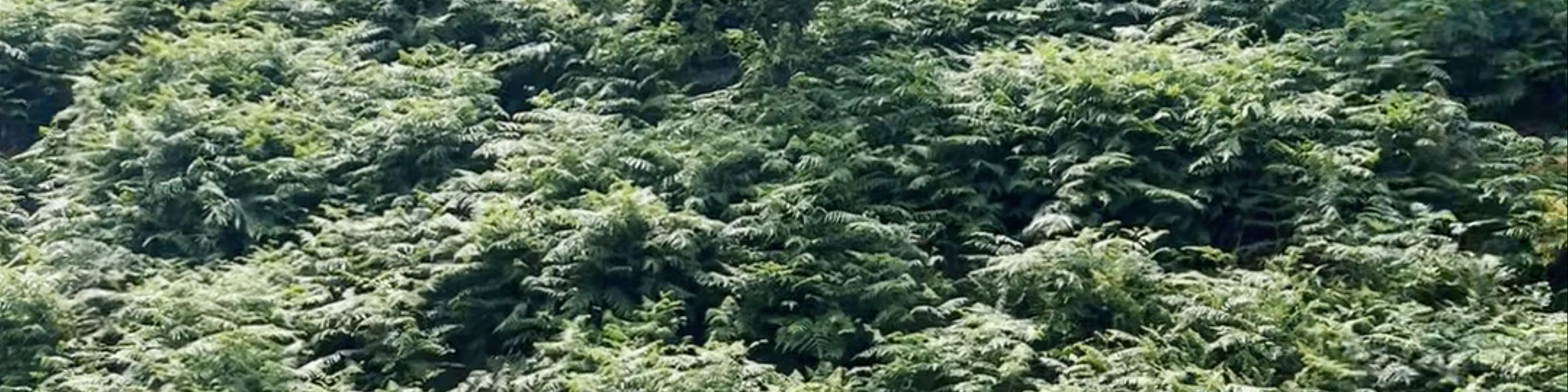 Long Mynd