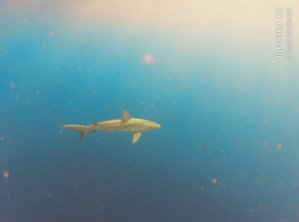 One Ocean Diving - Oceanic Blacktip Shark - Free Diving Near Me - Haleiwa, Hawaii