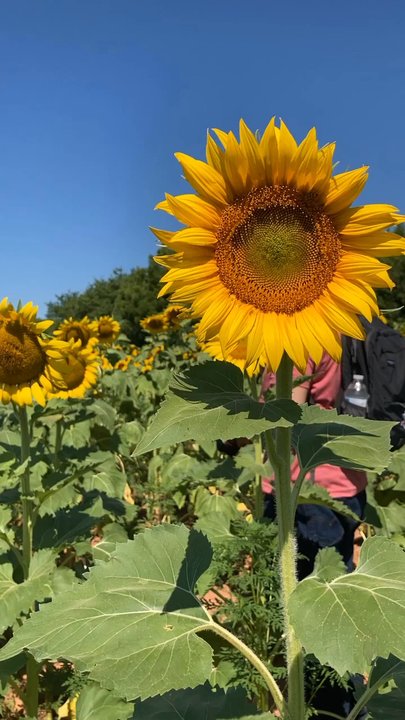 McKee-Besher WMA - Sunflowers! My favorite part of summer! - Parks Near Me