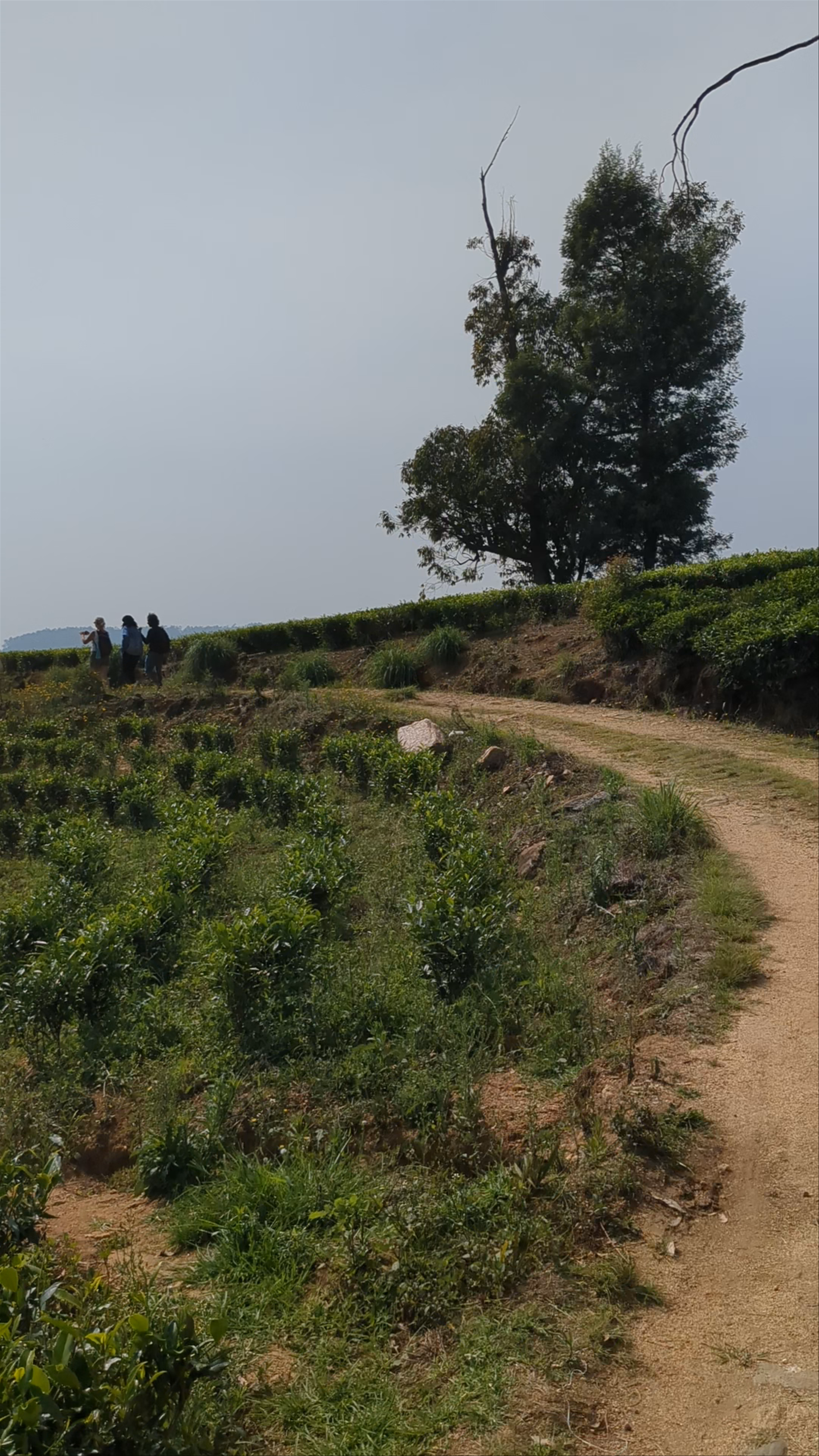 Pekoe Trail 22 - Kandapola to Pedro estate