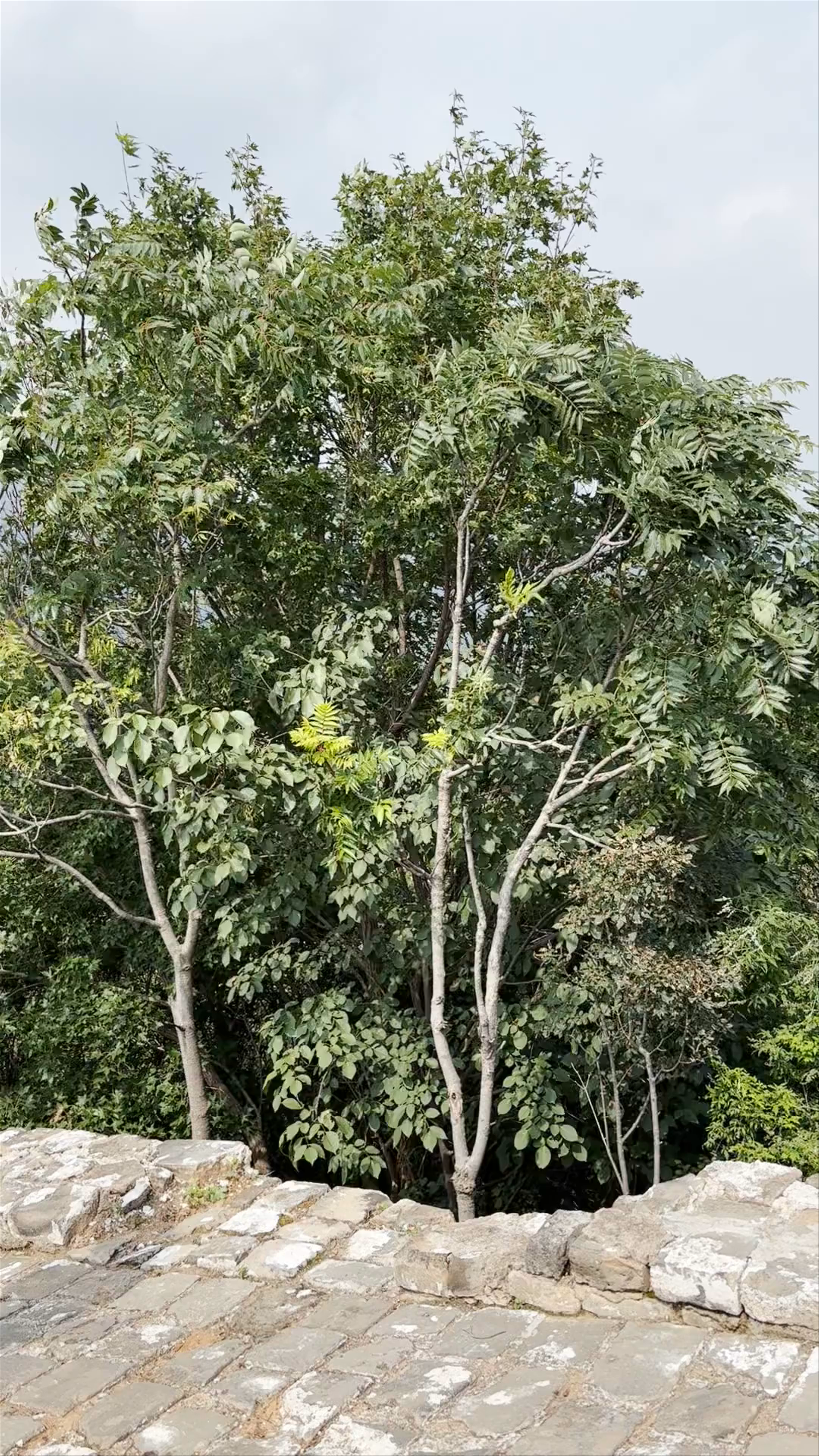 Simatai Great Wall Tourist Area