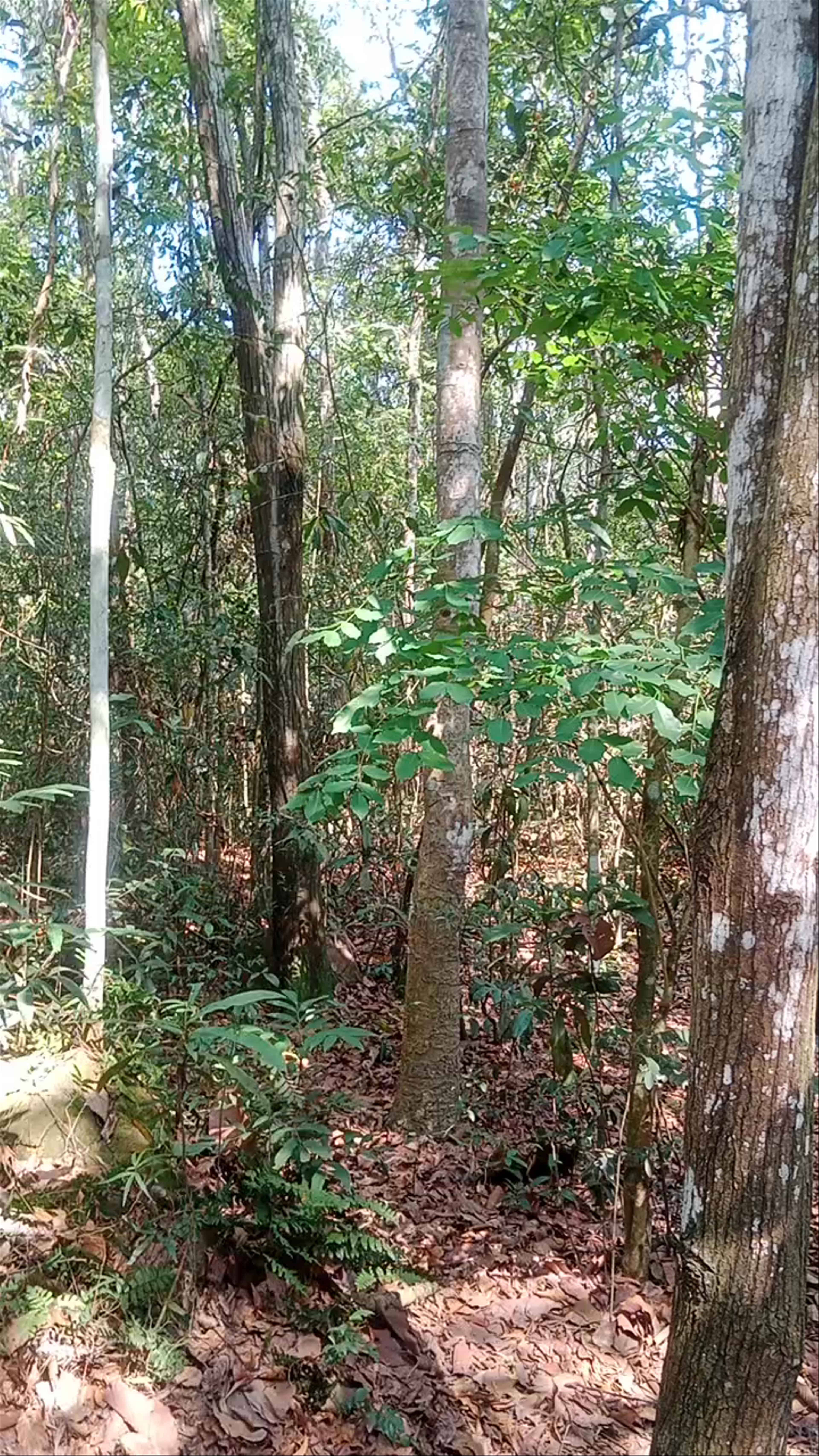 Cu Chi Tunnel