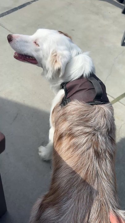 Fieldwork Brewing Company - Pup friendly I miss my 3 dogs - Beer Gardens Near Me - Monterey, California