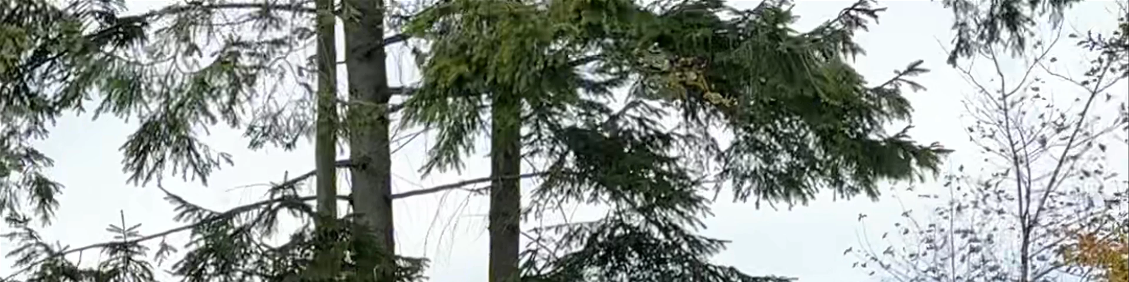 Gutschwald