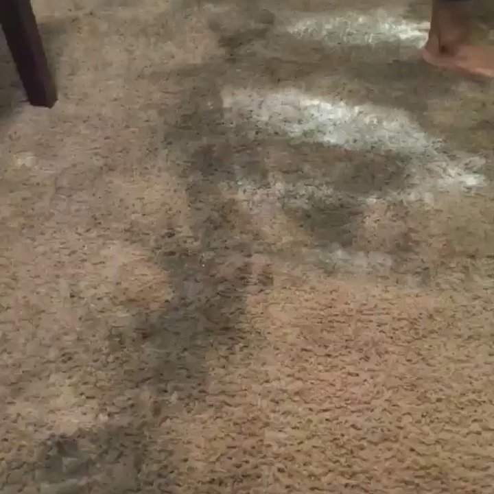 CityWide Carpet Cleaning - Are video of cleaning - Carpet Cleaning Near Me