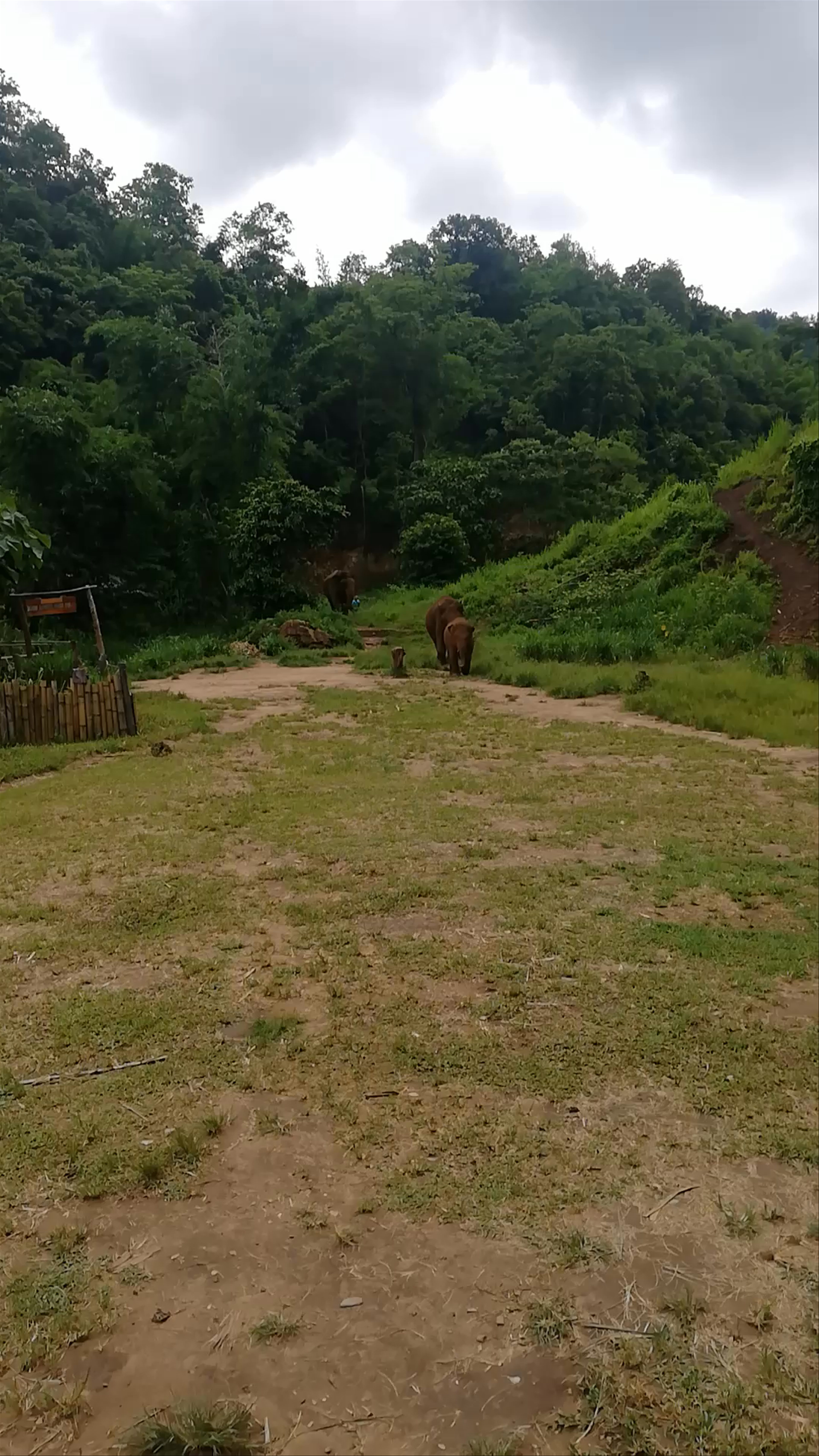 Maetaman Elephant Camp & Bamboo Rafting