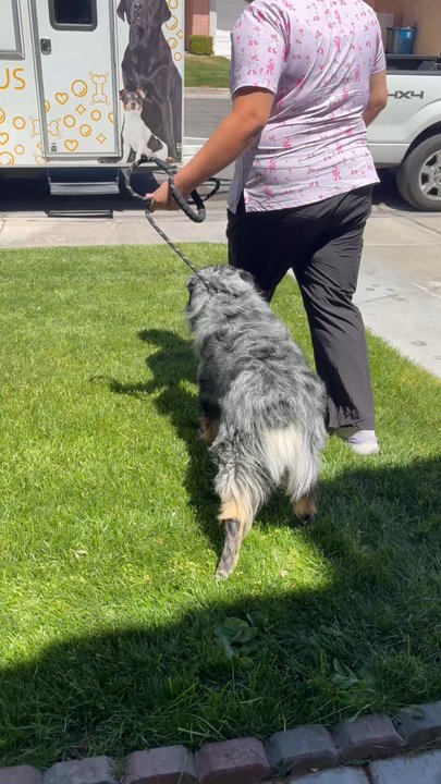 Oohlapaws - On his way to get groomed! - Pet Groomers Near Me