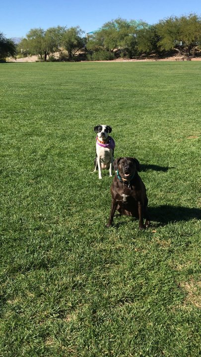 Allegro Park - Here's the dogs loving the grass. - Parks Near Me - Henderson, Nevada
