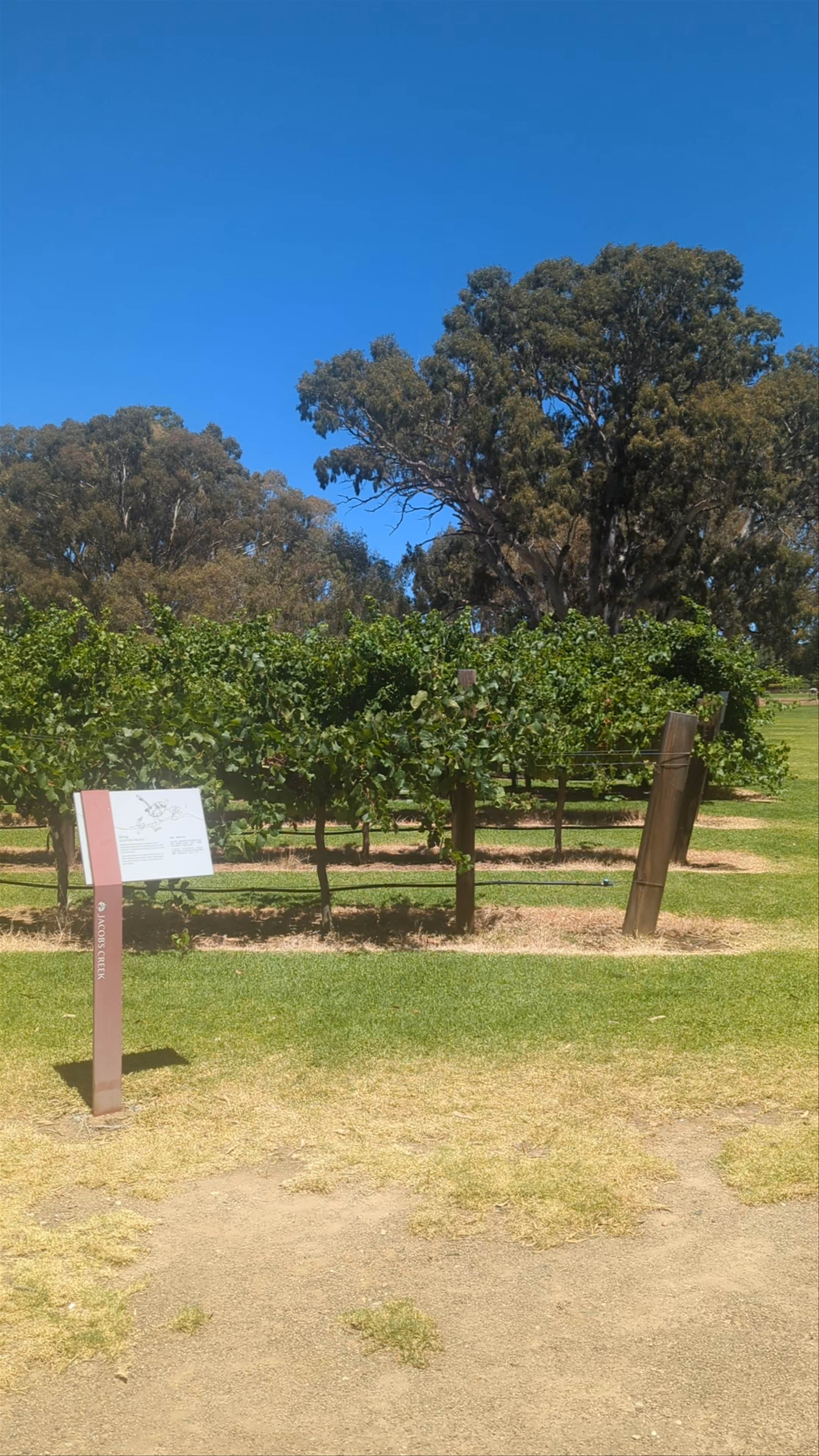Jacob's Creek Cellar Door