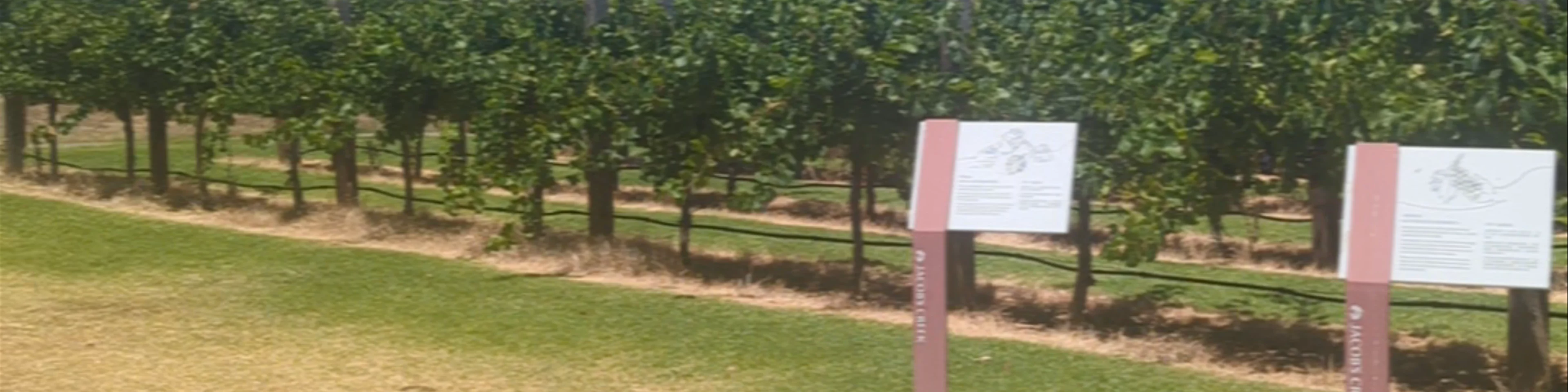 Jacob's Creek Cellar Door