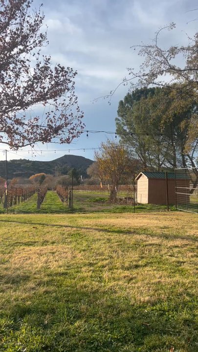 DA Ranch - part of the vineyard surrounding the public area - Wineries Near Me - Cornville, Arizona