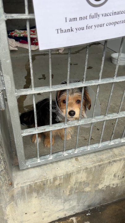 Pasadena Humane - Animal Shelters Near Me - Pasadena, California