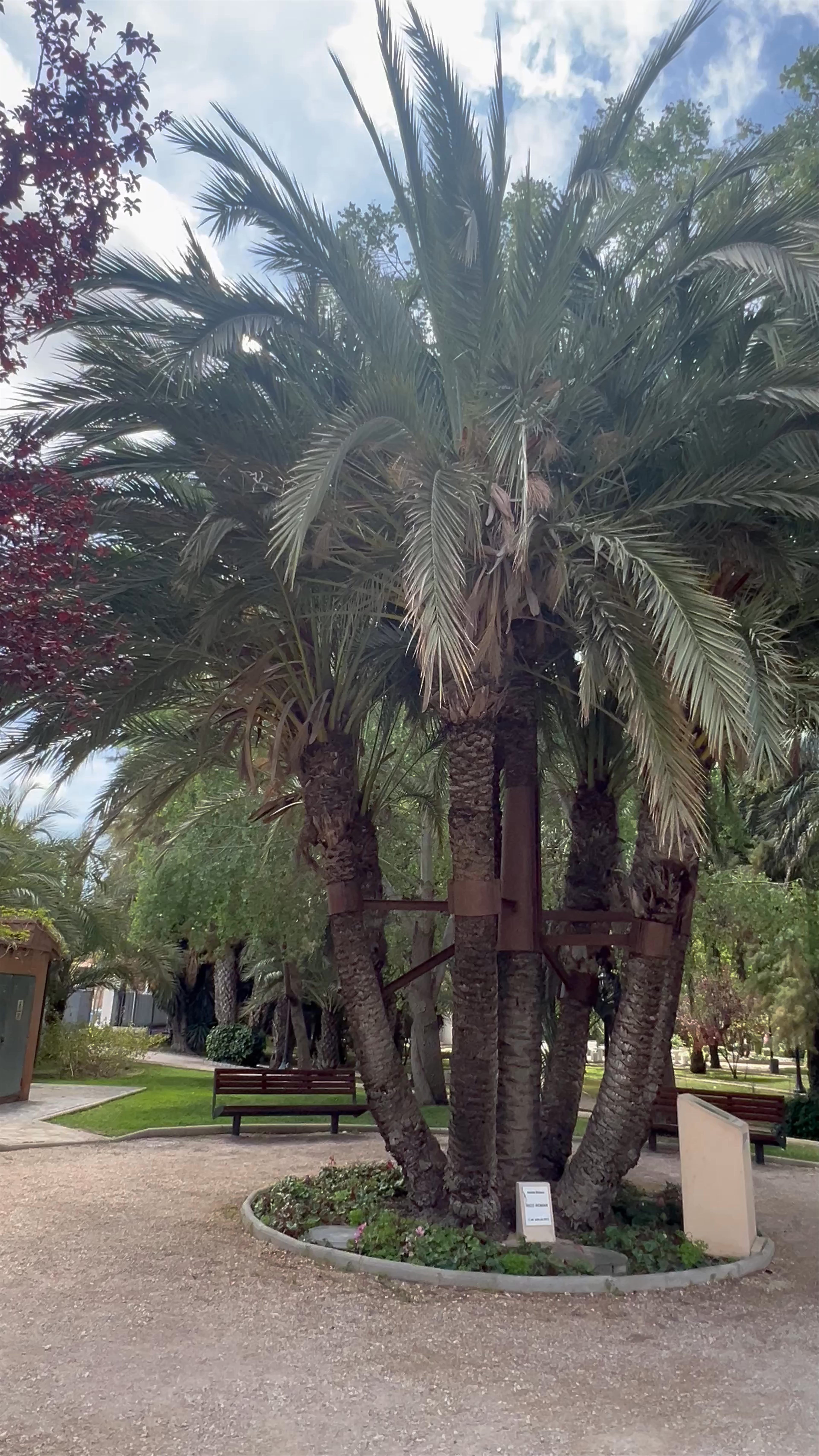 Exploring the Lush Oasis of Parque Municipal in Elche, Spain