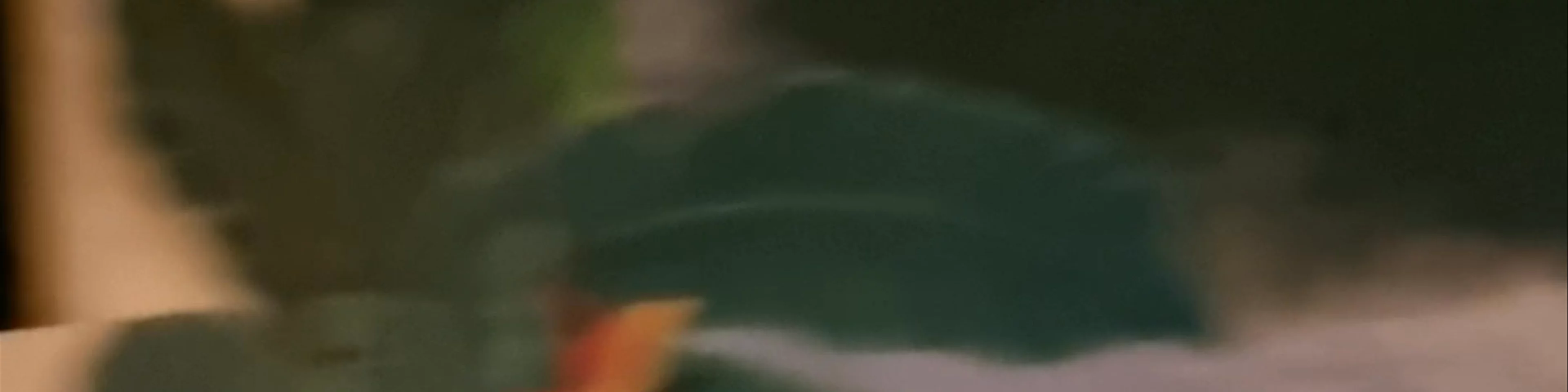 Bird of Paradise Hotel