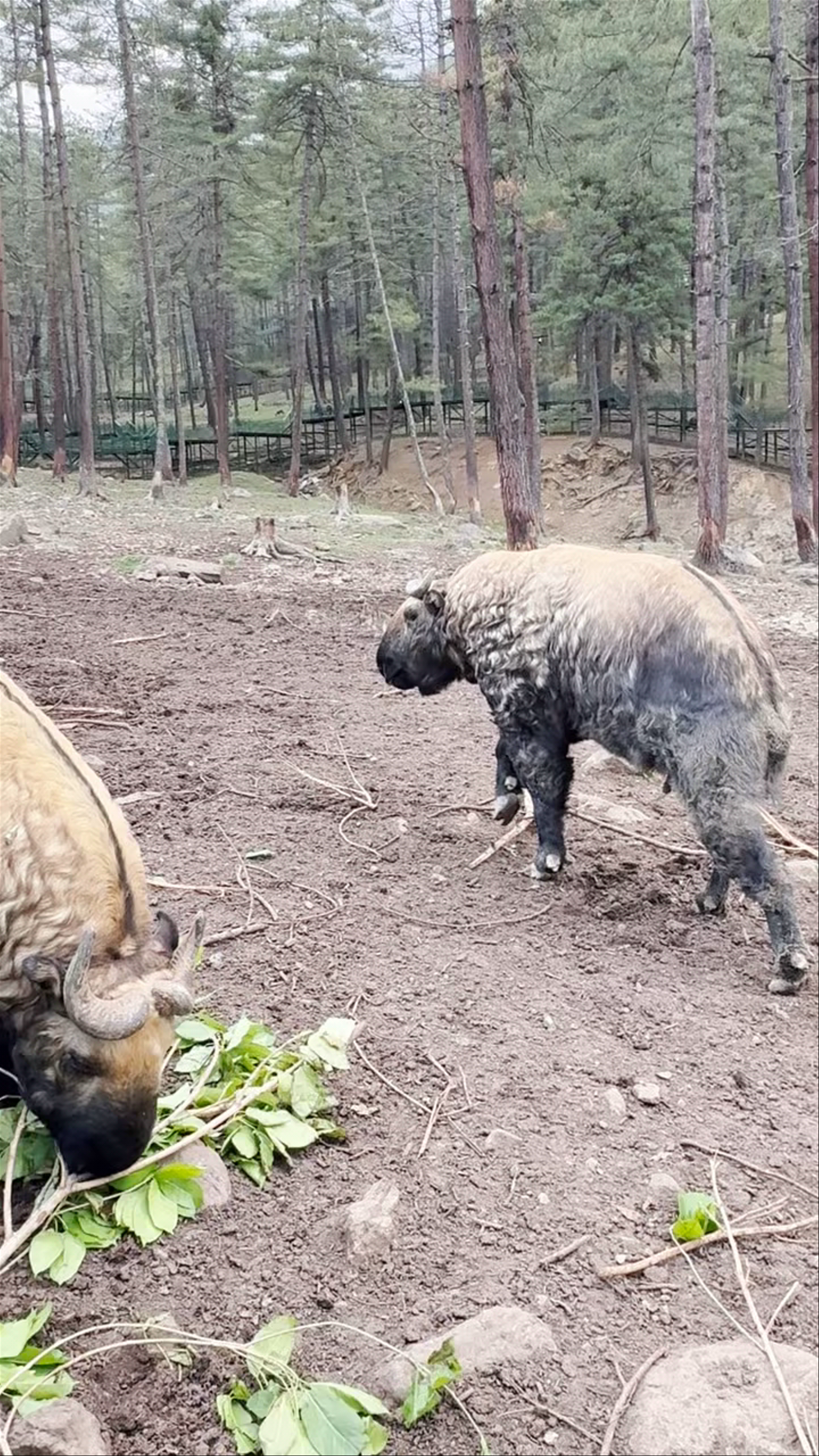 Royal Takin Preserve Motithang