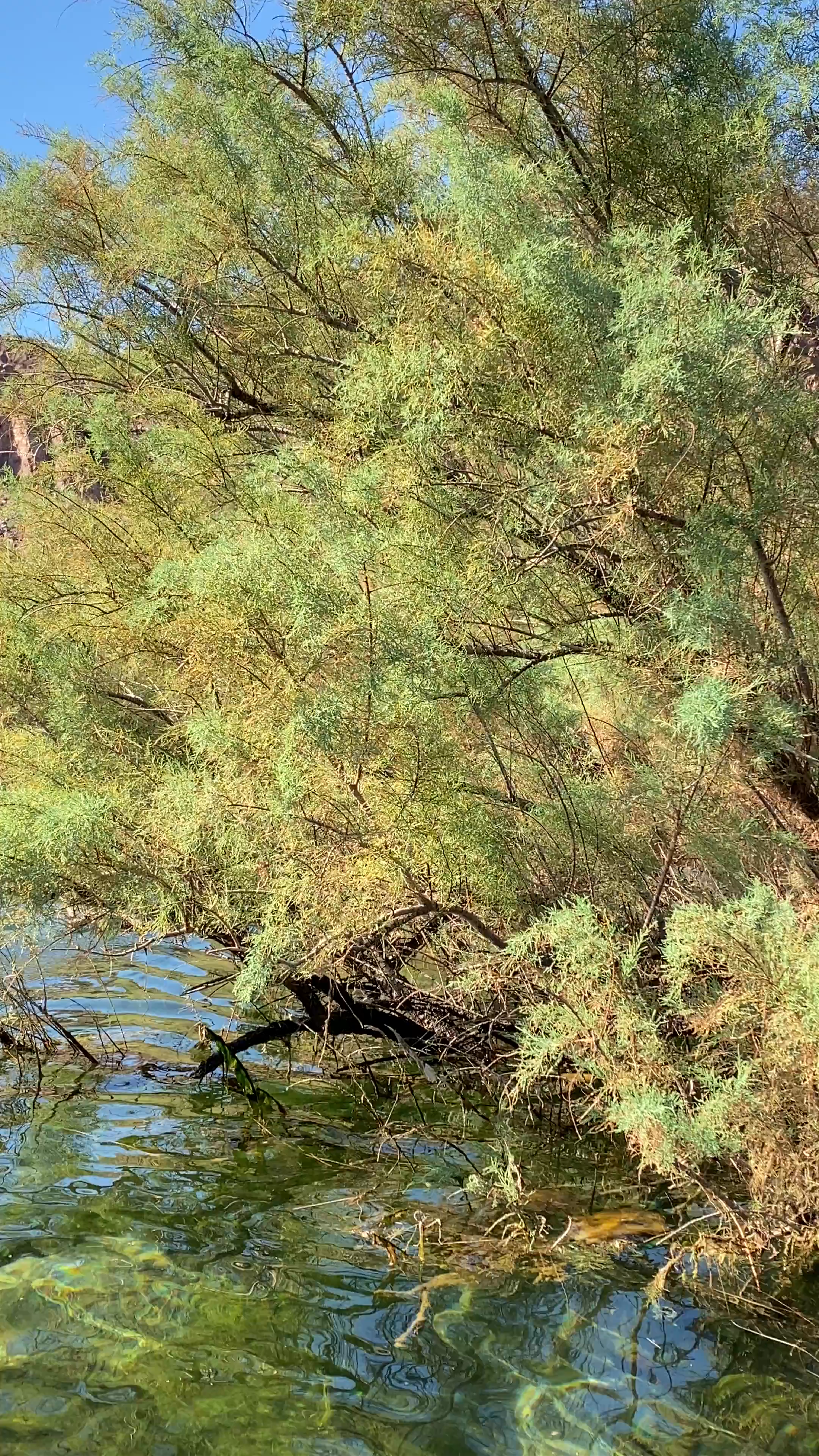 25804 North Willow Beach