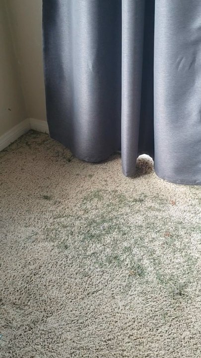 Oreck Clean Home Center - Can your vacuum do this? 14 year old oreck, still running like a champ, new ones are even better!! - Electronics Near Me - Temecula, California