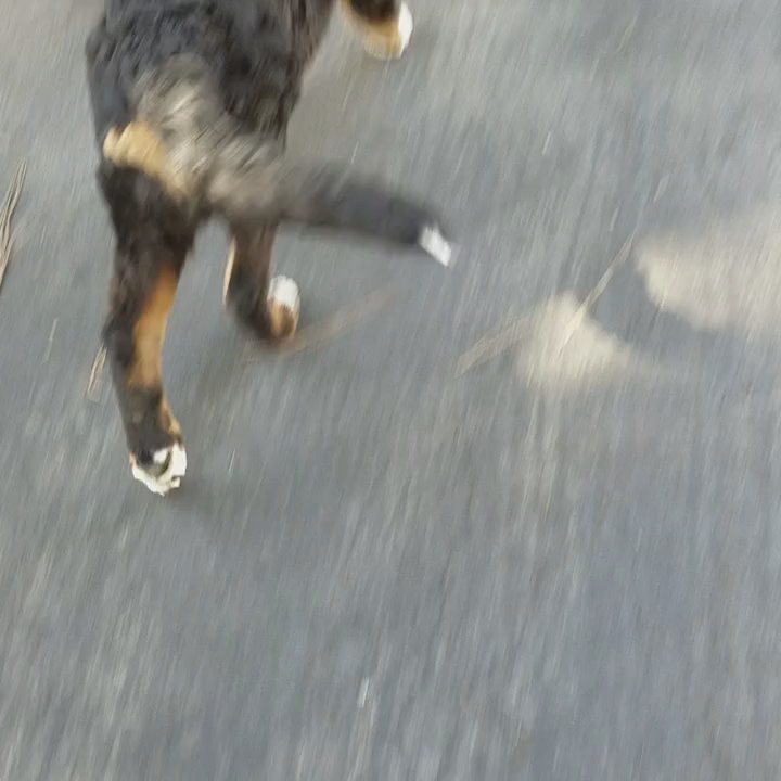 Karma Dog Training - Wile E. automagically sitting each time we stop during our walk - Dog Walkers Near Me - Laguna Niguel, California