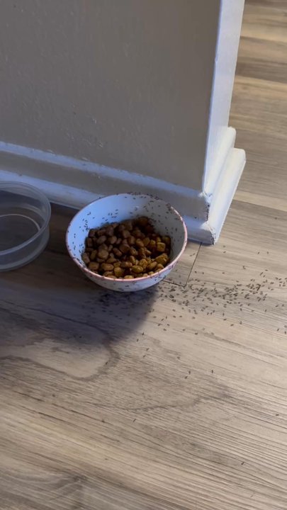 Aptive Pest Control - We have an ongoing ant problem even after 2 services of the Aptive treatment - Pest Control Near Me - Yorba Linda, California