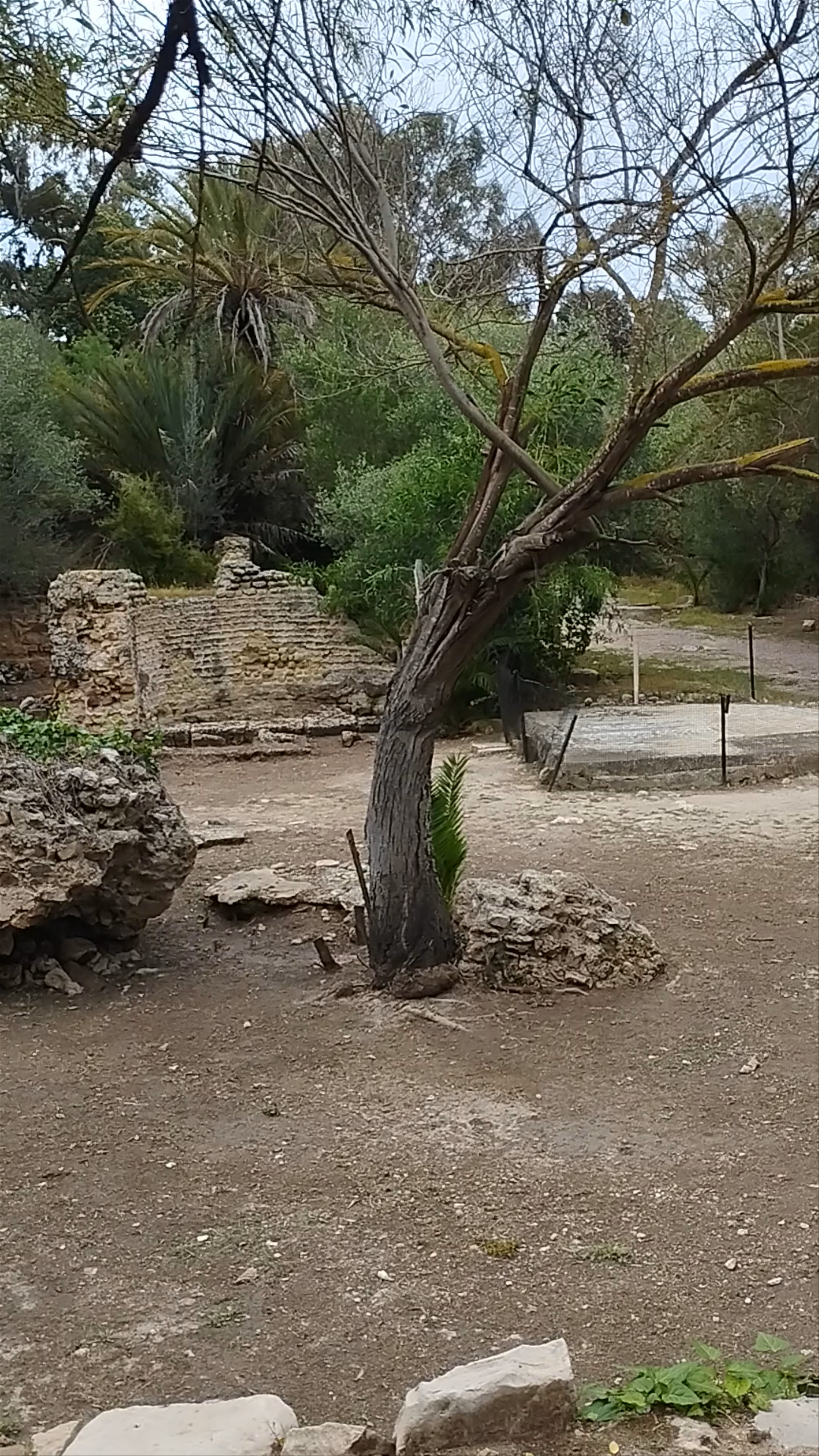 Ancient Roman Baths Ruins Amidst Lush Greenery in Carthage