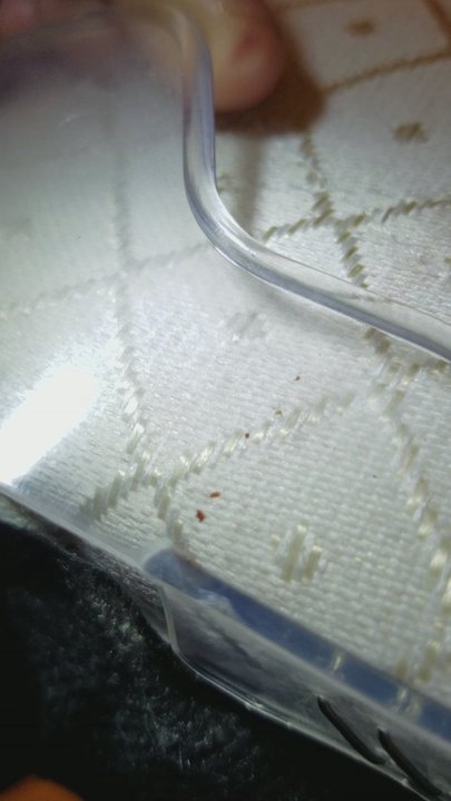 Hampton Inn Dandridge - Do NOT stay at Hampton Inn in Dandridge, TN. Not only did my room (room 200) have bed bugs,  the manager told staff members to lie to me. - Hotels Near Me - Dandridge, Tennessee