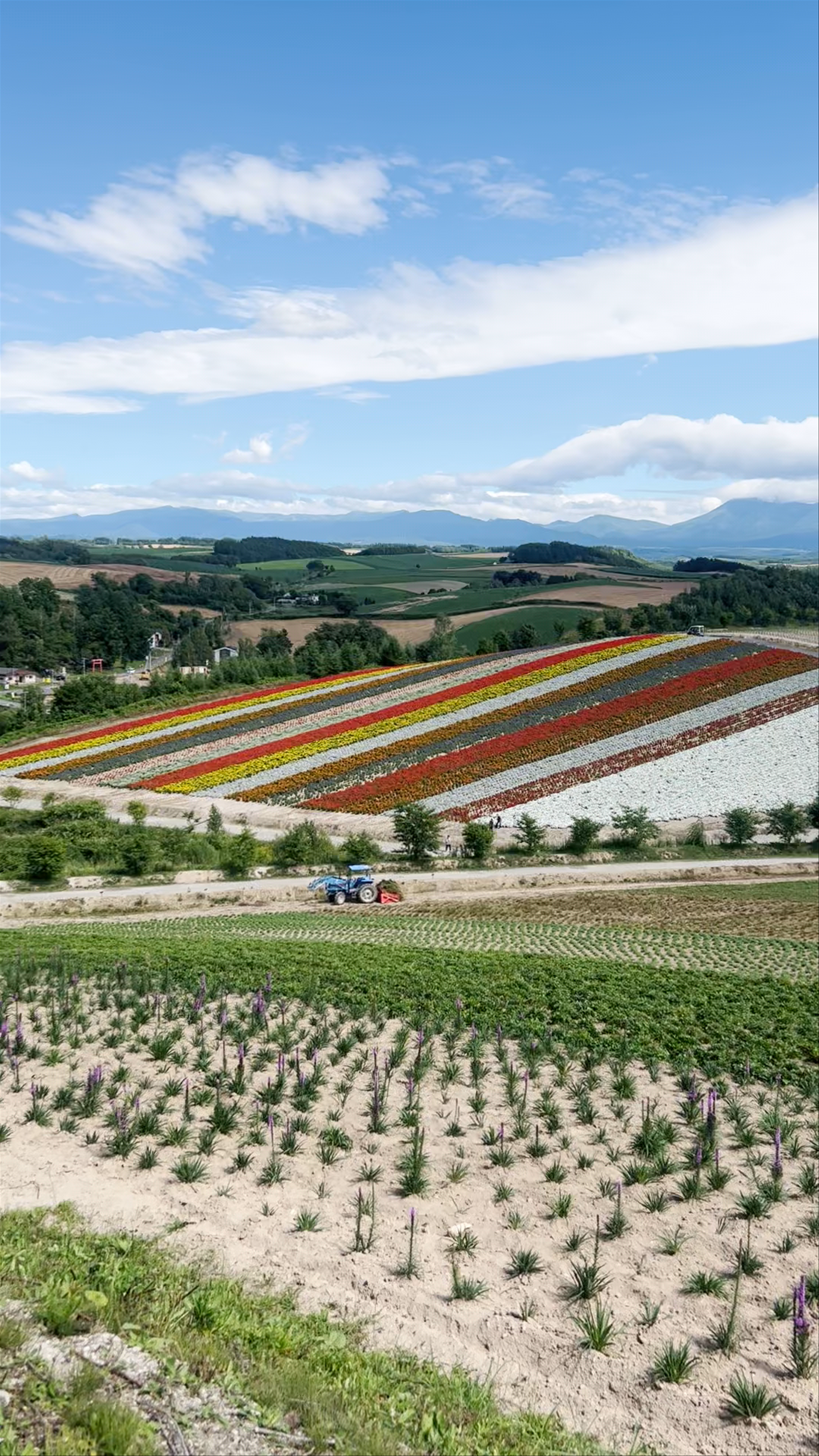 Shikisai no Oka: Vibrant Flower Fields in Biei, Hokkaido