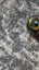 Small image 8