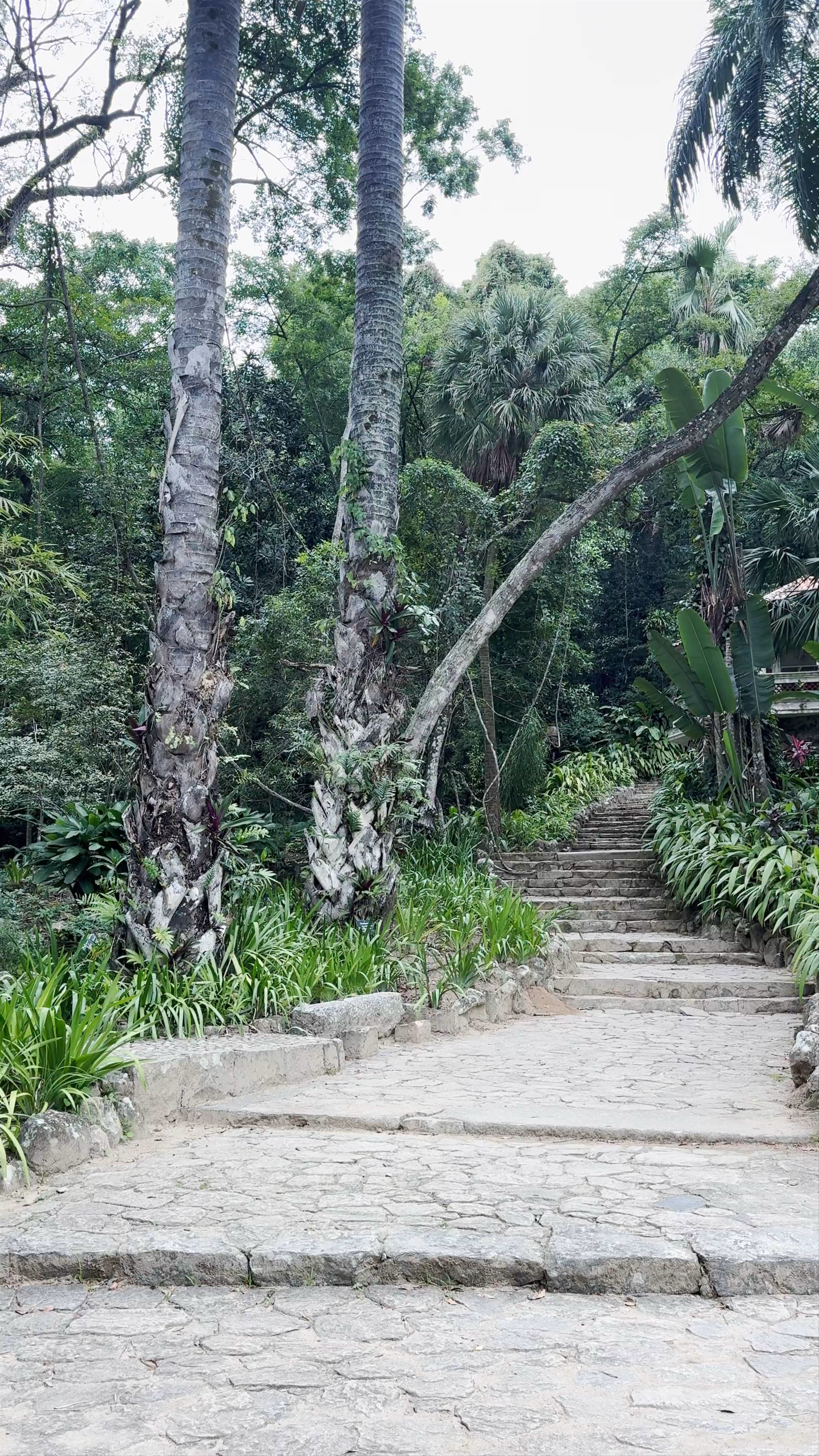 Botanical Garden of Rio de Janeiro: A Lush Urban Jungle Escape